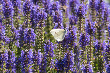 Kohlweissling an Steppensalbei