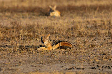 a pair of black backed jackals in golden light