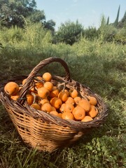 Basket Full of Freshly Harvested Loquats from the Tree.