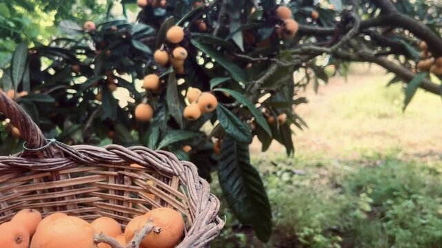 Basket Full of Freshly Harvested Loquats from the Tree.