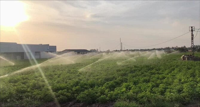 Riego de agua con aspersores de cultivo agr&iacute;cola tomateras o plantas de patatas 