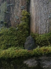 mysterious moss: tiny world on old wood
