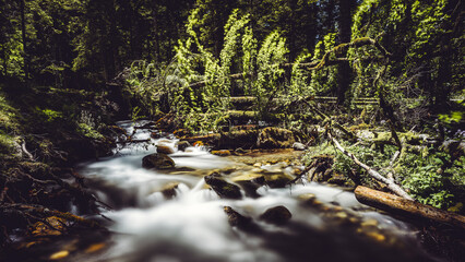 canton de neste arbre couché