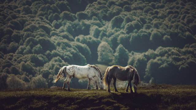 chevaux duo