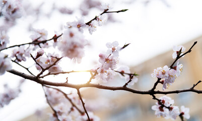 Apricot flowers bloom on the tree