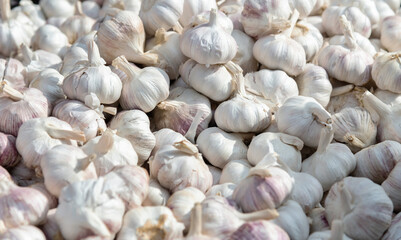 Pile of dry garlics in market