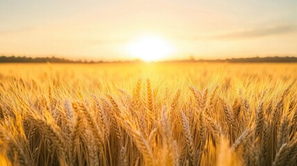 Obraz premium Vast golden wheat field sunset with soft gradient sky, minimal horizon line and shallow depth of field for agricultural websites, wall art