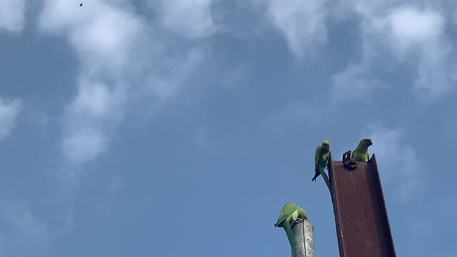 Parrots Perched on Metal Poles Under Blue Sky