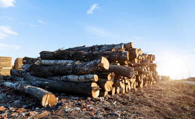A pile of wood on the ground