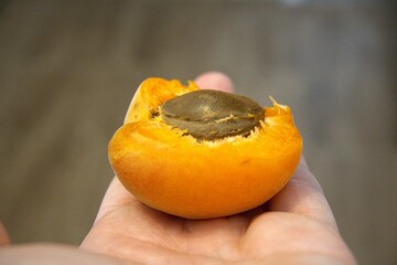 One half apricot with seed in hand close up.
