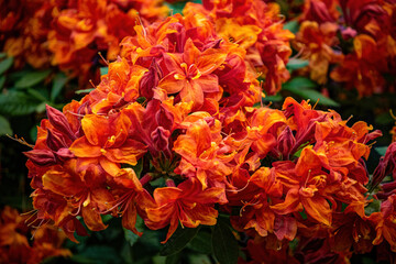 Red rhododendron flowers in spring park