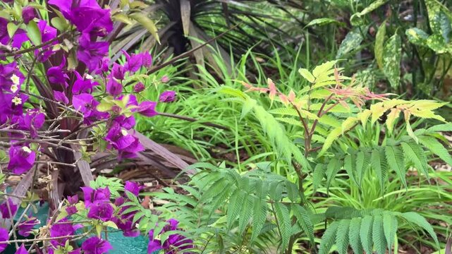 Flowering purple bougainvillea among green shrubs in a garden flowerbed. Vibrant bracts contrast with lush foliage, summer landscaping.