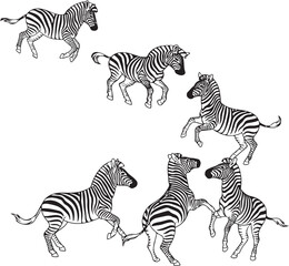 Zebra racing vector illustration with 6 zebras in fighting and racing mode, dynamic animal action scene, wild zebras running artwork, playful background or game frame, energetic wildlife design