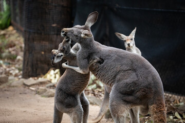 kangaroo family native australian mom child love
