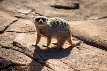 meerkat sitting rock brown 