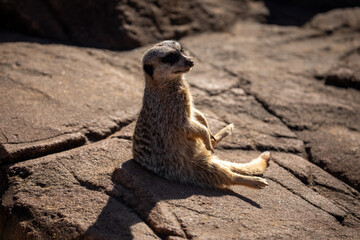 meerkat sitting rock brown 