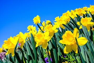 daffodil flowers in front of blue sky