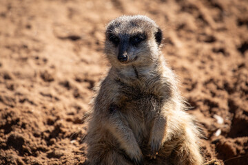 meerkat sitting rock brown 