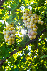 Sunlit White Grapes on Vine Close Up of Ripe Bunches Hanging in Green Leaves, Backlit by Summer...