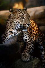 Ceylon leopard (Panthera pardus kotiya) detail portrait