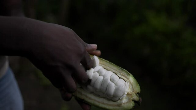 Close-up of dark-skinned hands opening a cocoa pod to reveal the white beans inside, against a blurred green background.
