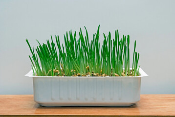 green grass growing in a plastic container