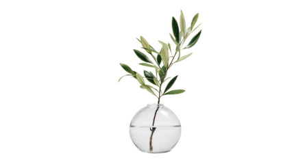 Transparent glass vase with single olive branch, modern minimal decor, PNG