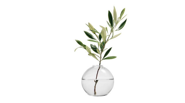 Transparent glass vase with single olive branch, modern minimal decor, PNG