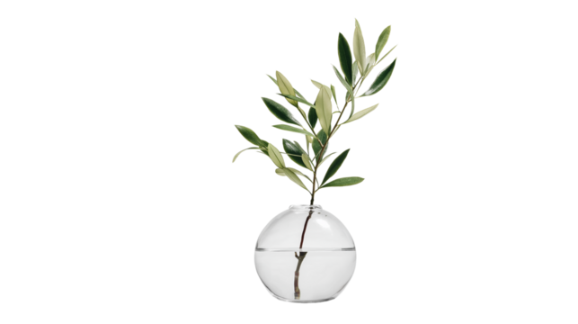 Transparent glass vase with single olive branch, modern minimal decor, PNG - Powered by Adobe