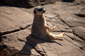 meerkat sitting rock brown 