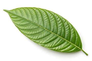 Fototapeta premium green leaf isolated on white