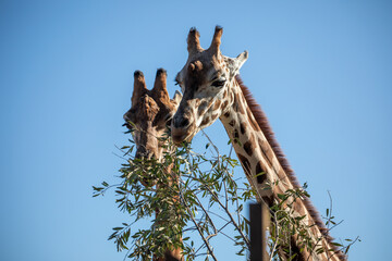 tall giraffe amongst trees blue sky