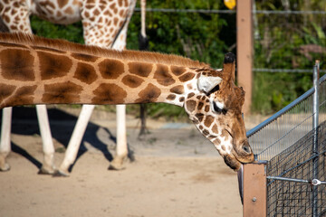 tall giraffe amongst trees blue sky
