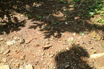 Natural Ground Surface with Stones and Leaves
