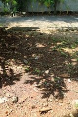 Shaded Ground with Leaves and Small Plants