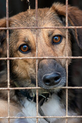 Homeless dog in the shelter. Dog waiting for adoption in animal shelter.