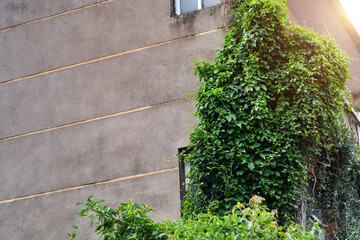 Green plants growing on building wall