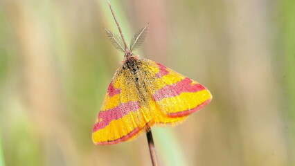 butterfly on yellow flower