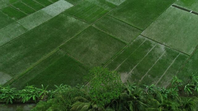 Aerial view of vibrant green rice paddies creating a patchwork pattern in a rural landscape, with lush vegetation at the bottom.