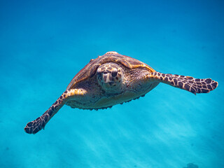 Frontal portrait of a hawksbill turtle gliding through clear, turquoise blue water