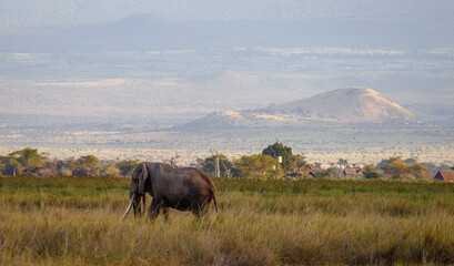 Manada de Elefantes en la Vasta Sabana de Kenia al Atardecer