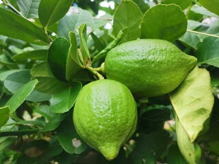 Vivid green limes on a lush tree in a garden setting, showcasing fresh and natural produce