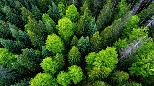 Aerial View of Lush Evergreen Forest with Vibrant Green Canopy and Dense Tree Coverage