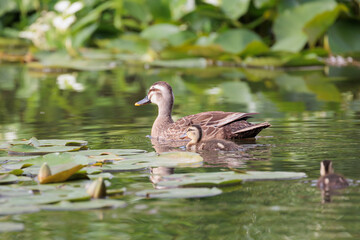 泳ぐカルガモの親子