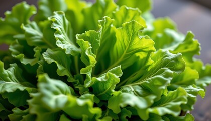 lettuce leaves, vibrant green, crisp texture, salad garnish, natural beauty, health, high angle, utopia, radiant light, serene, intense spotlight, aerial perspective, macro , sharp focus