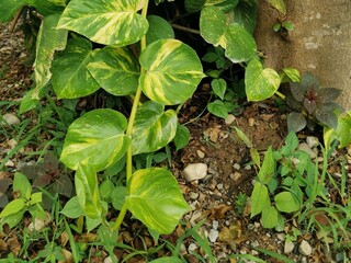 Alocacia Macrorrhiza evergreen on background