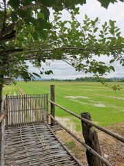 Fototapeta premium bamboo route in craft garden on rice paddy farm background
