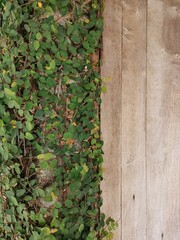 Ficus Pumila foliage and flows on wood background