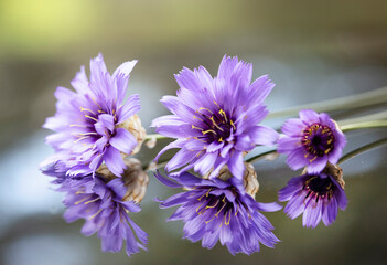 Fioletowe kwiaty Kupidynka, tapeta, dekoracja. © mycatherina