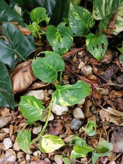 Pothos leaf or marble queen glow on background
